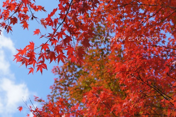 autumn leaves2.jpg