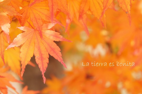 autumn leaves3.jpg