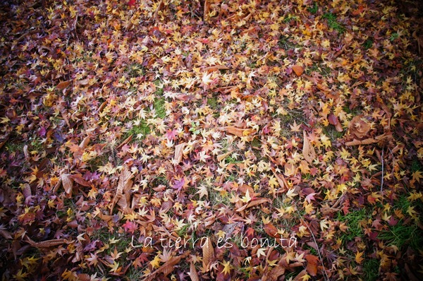 autumn leaves4.jpg