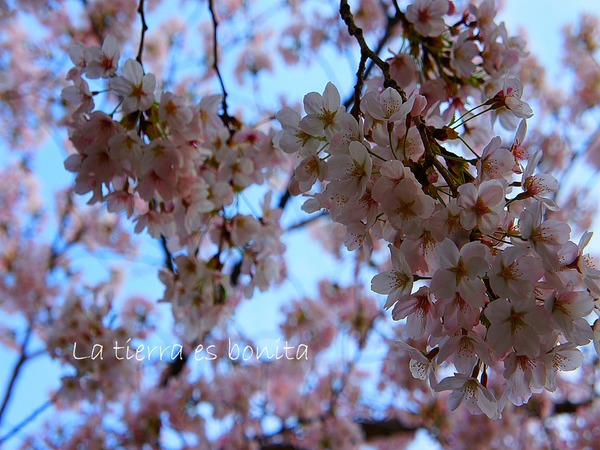flower2.jpg