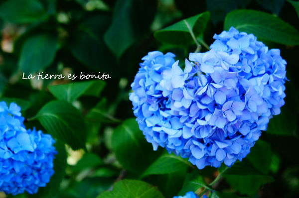 flower31.jpg